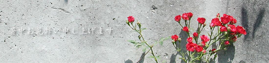 壁際のバラ