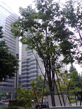 ビルの谷間に木々