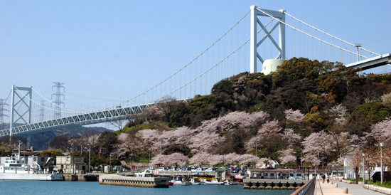 桜の関門橋