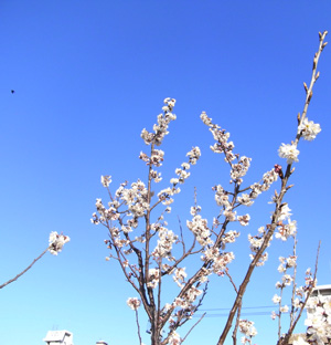 鉢植えの桜