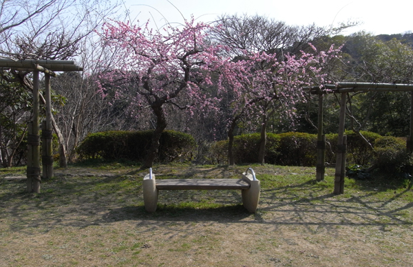 白の江植物公園の春
