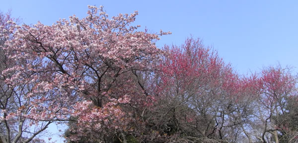 3月14日の白野江植物公園
