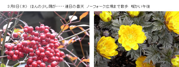 白野江公園の花