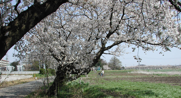 埼玉の桜2003年