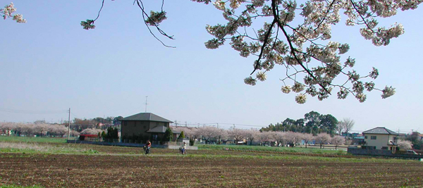 埼玉の桜2003年