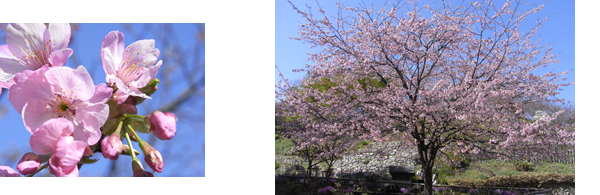 白野江植物園の春を写しに