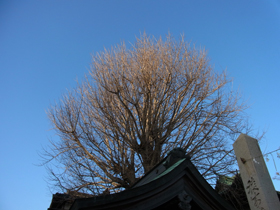 甲宗八幡神社の木