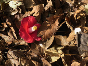 落ち葉の中に椿の花