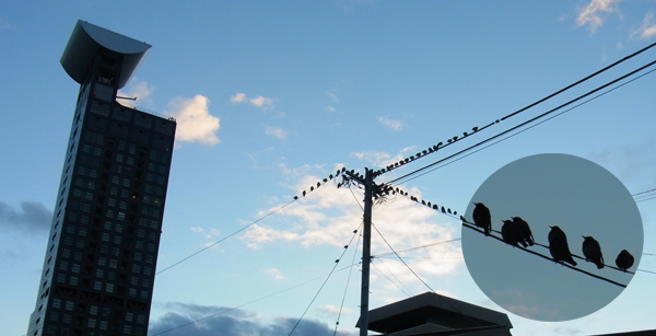 電線に留る鳥たち