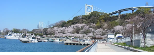 門司港の桜