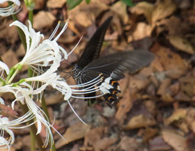 白い彼岸花と蝶