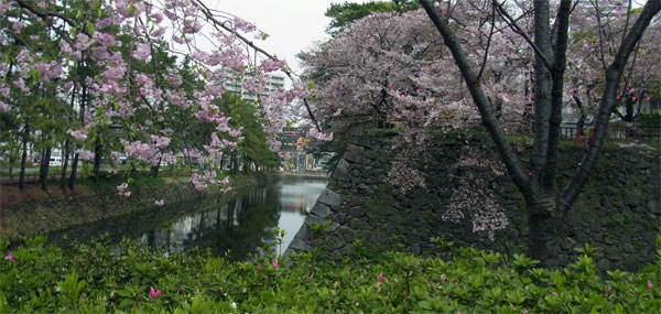 小倉城のお堀の桜