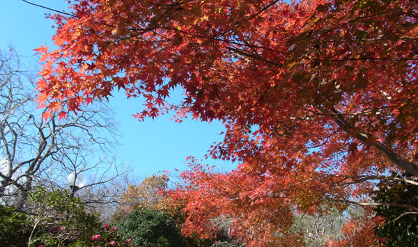 白野江植物公園の紅葉