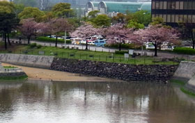 紫川の桜