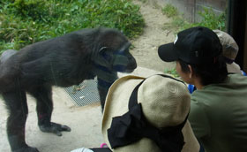 友好的なチンパンジー