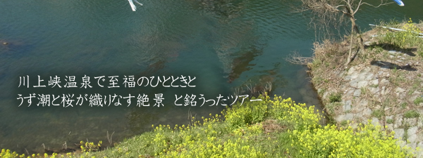 川上峡温泉の鯉のぼり