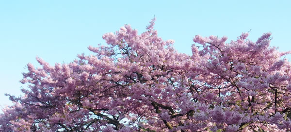 白野江の桜
