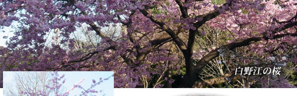 白野江の桜