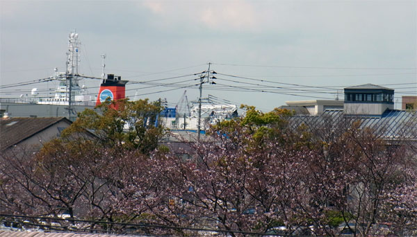 4月1日のベランダから見える桜