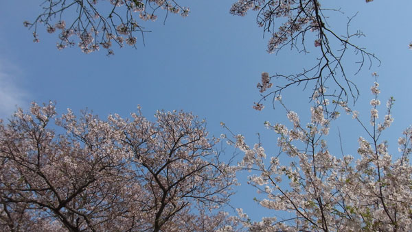 風師の桜