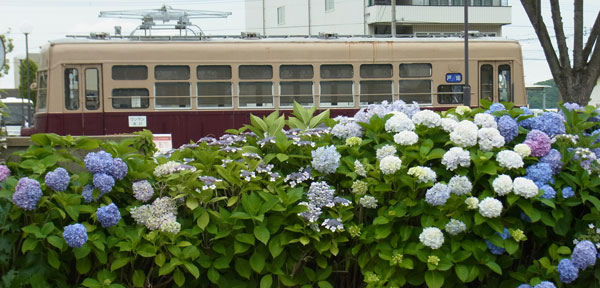 紫陽花と電車