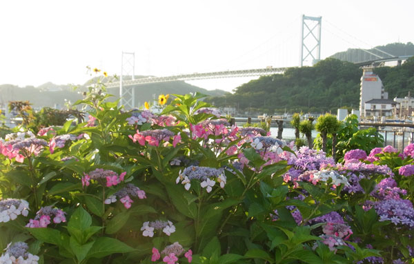 紫陽花と関門架橋