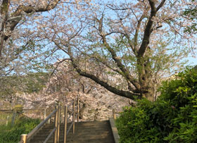 風師の桜