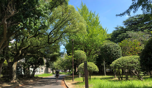 老松公園の木々