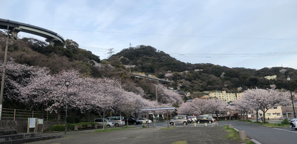 布刈から見える桜