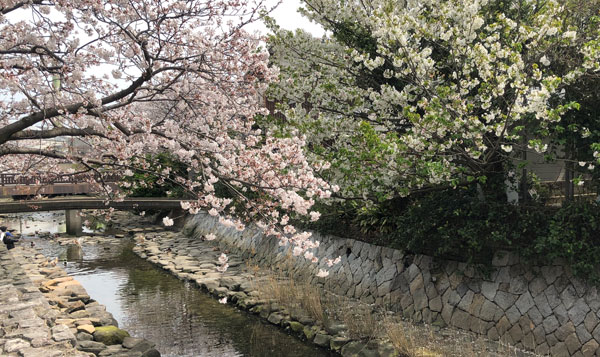檀具川の桜