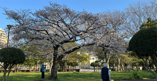 老松公園の桜